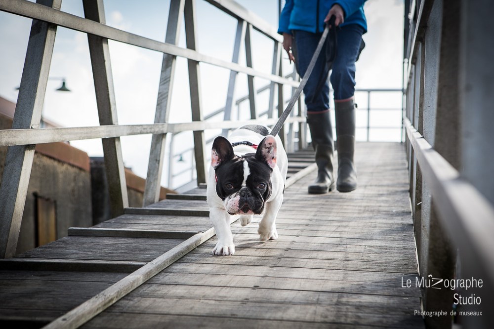 John, le bouledogue © Le MuZographe