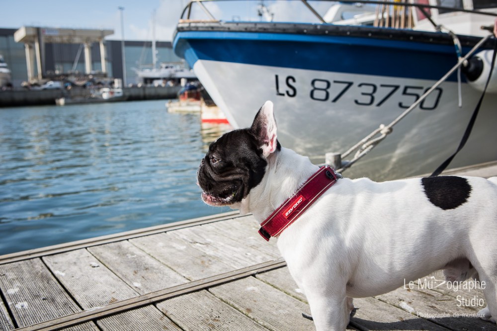 John, le bouledogue © Le MuZographe