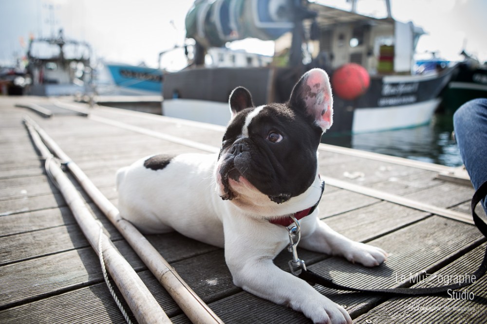 John, le bouledogue © Le MuZographe