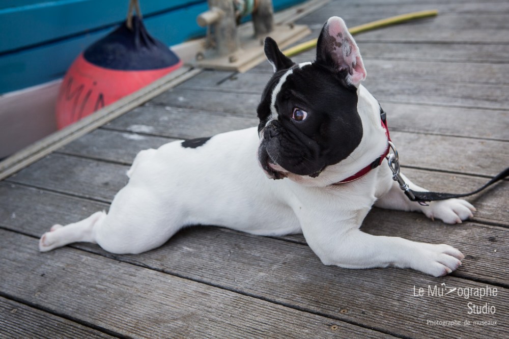John, le bouledogue © Le MuZographe
