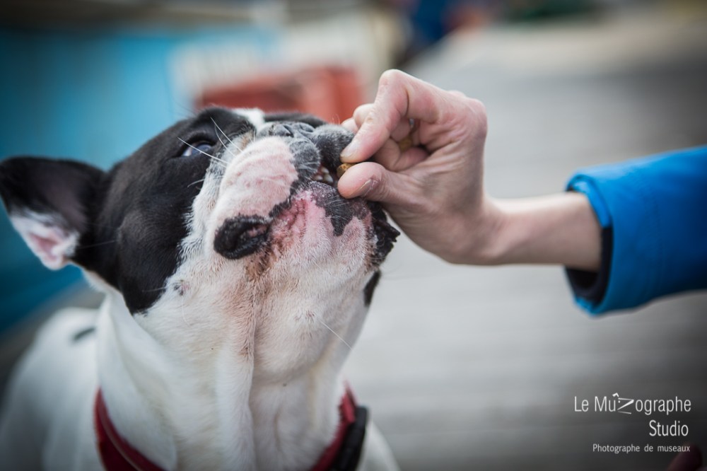 John, le bouledogue © Le MuZographe