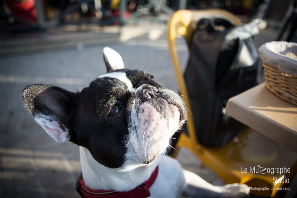 John, le bouledogue © Le MuZographe