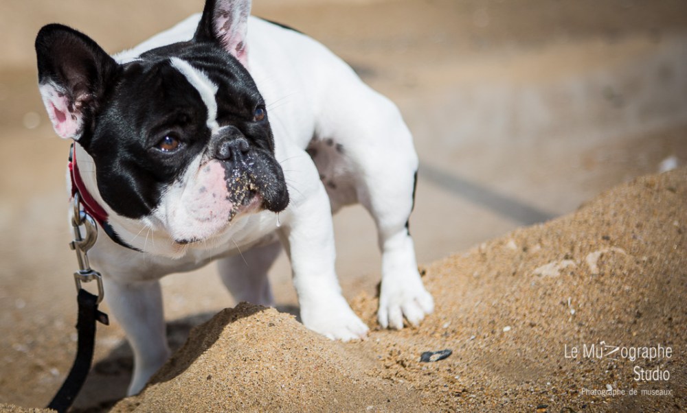 John, le bouledogue © Le MuZographe