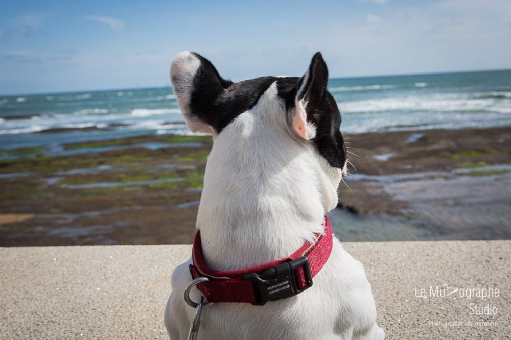 John, le bouledogue © Le MuZographe