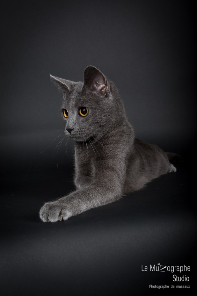 Maximus Decimus Meridius d'Amadour