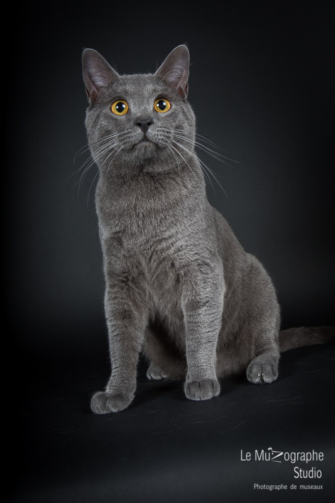 Sand Storm des Songes d'Hiver, Norvégien