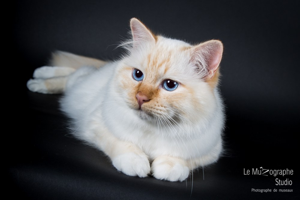 Momo de La Clairière O fée, Sacré de Birmanie