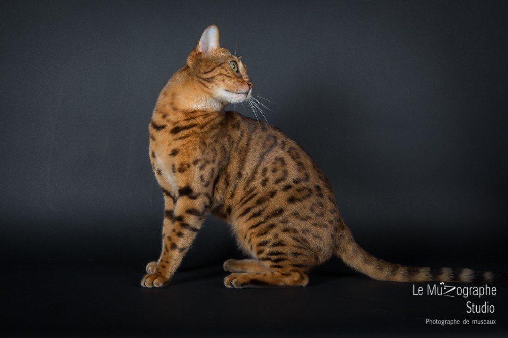 Heaven de Janoheven, Bengal