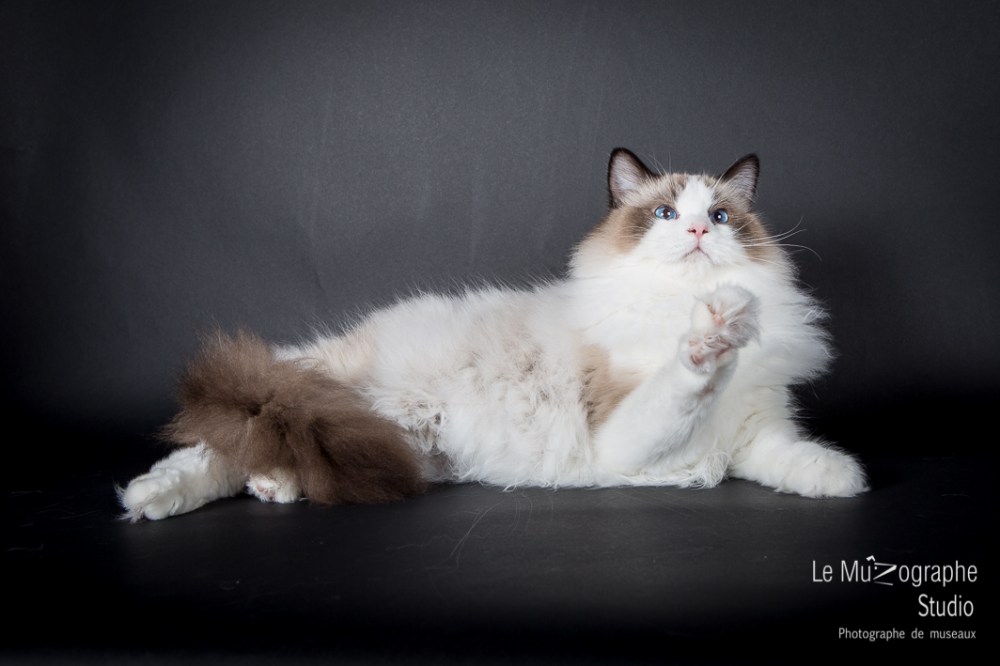Suomi des Bellovaques, Ragdoll