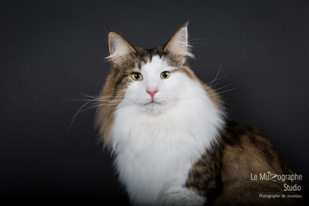 Just Gigolo, Norvégien