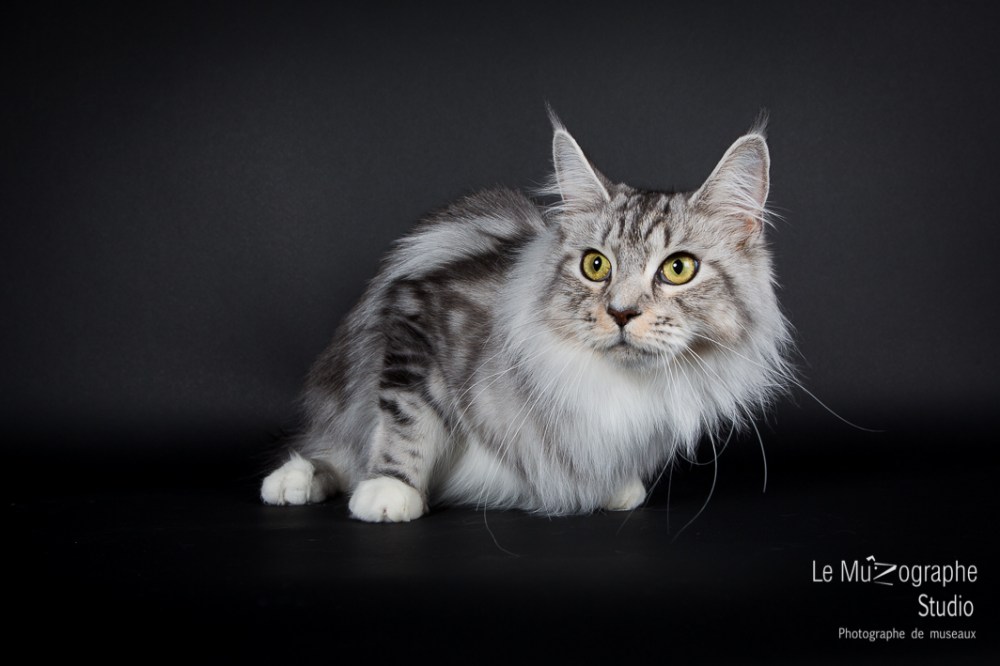 Lana des Coons Sinet, Maine Coon
