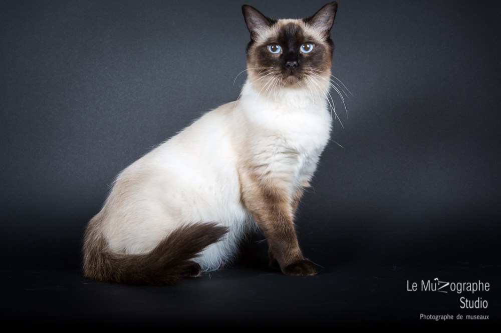 Lyo, Ragdoll
