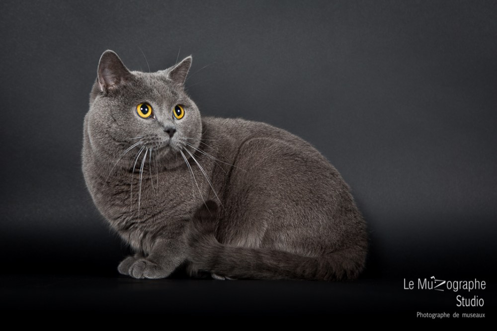 Isco de Blue Gold Angel, Chartreux