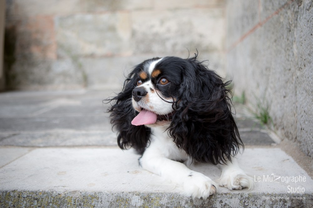 Fidji à Bourges © Le MuZographe