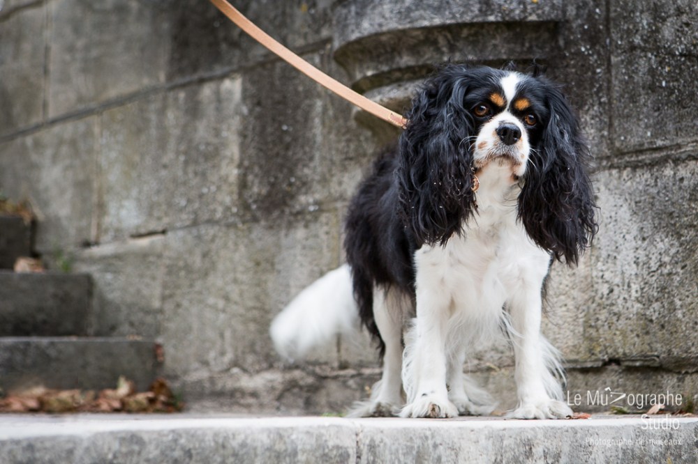 Fidji à Bourges © Le MuZographe
