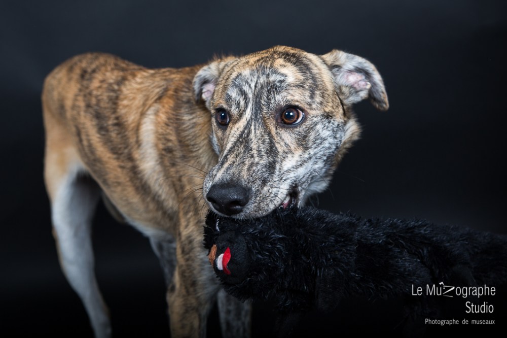 Bankiz © Le MuZographe