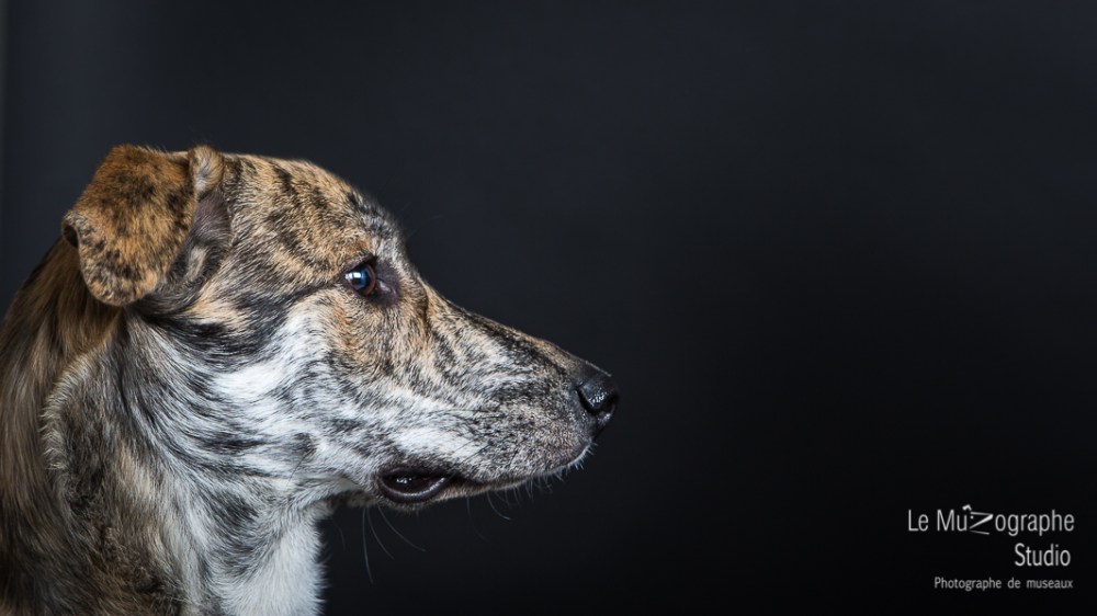 Bankiz © Le MuZographe