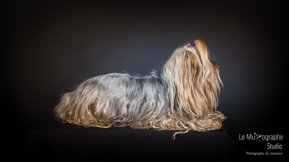 Bouba, le Yorkshire © Le MuZographe