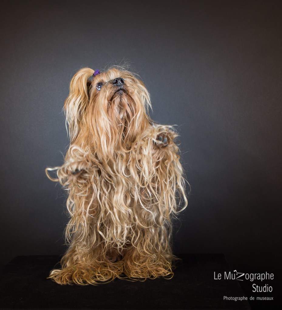 Bouba, le Yorkshire © Le MuZographe