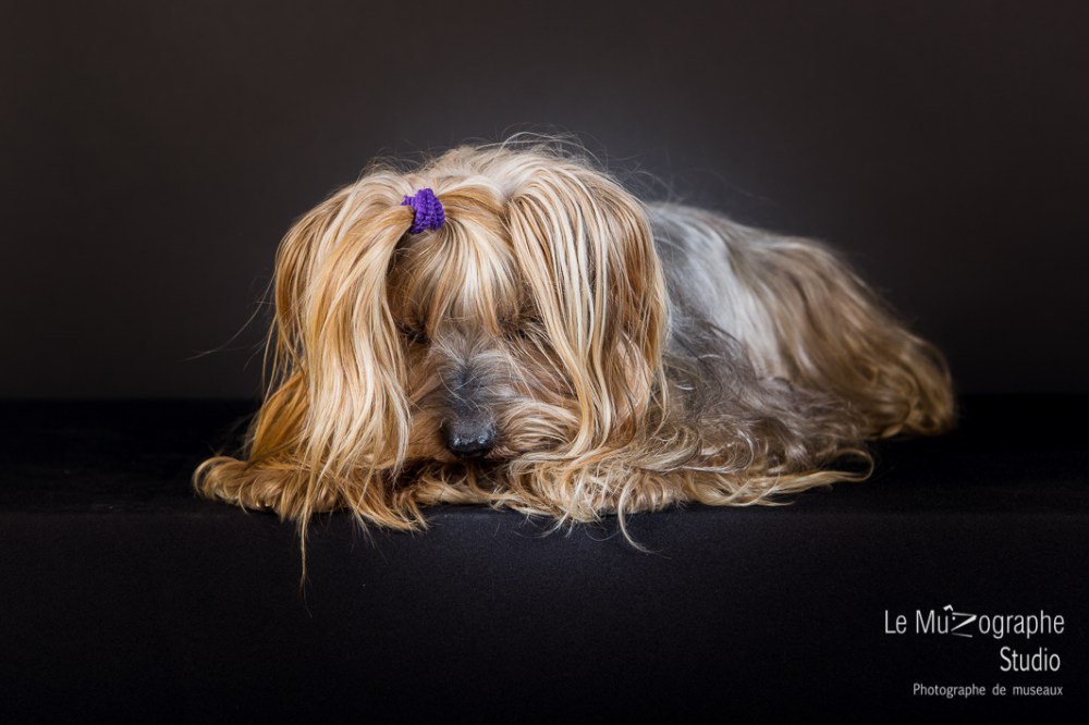 Bouba, le Yorkshire © Le MuZographe