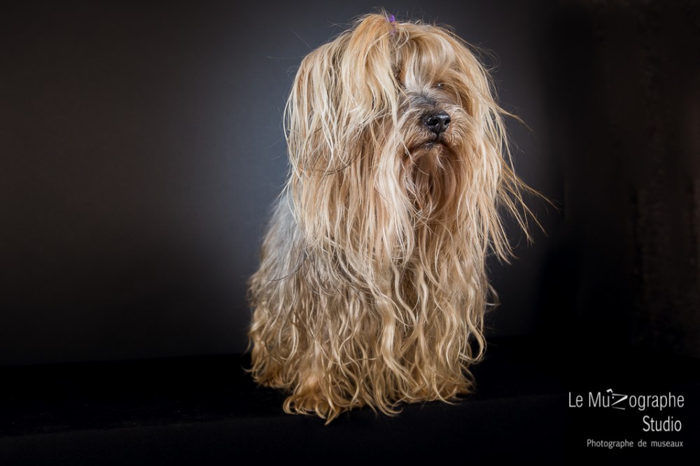 Bouba, le Yorkshire © Le MuZographe