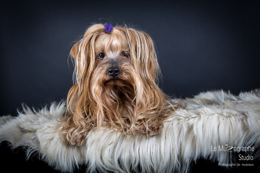 Babou, le Yorkshire © Le MuZographe