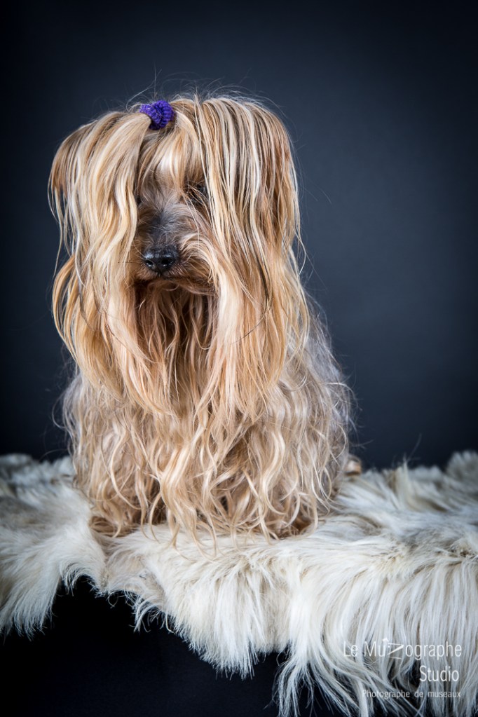 Bouba, le Yorkshire © Le MuZographe