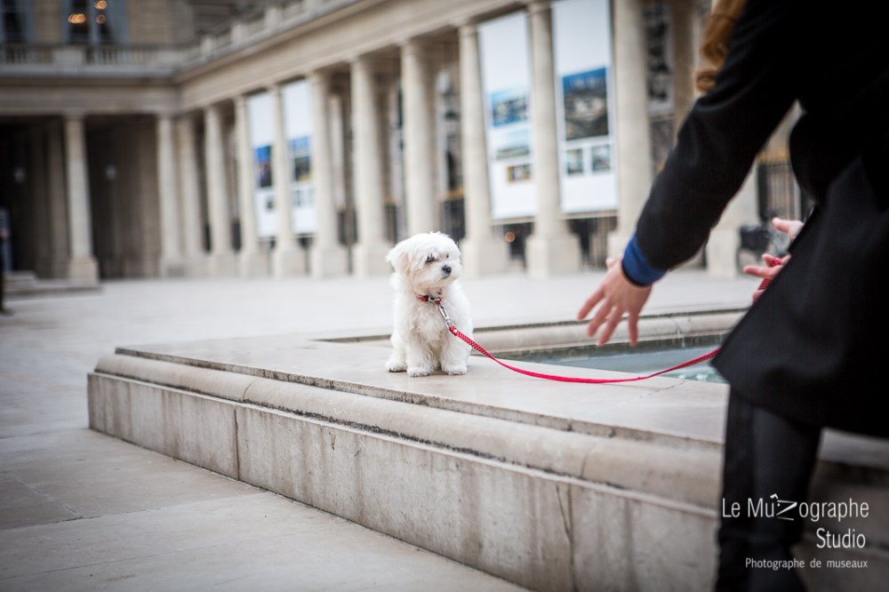 Chipie, bébé bichon © Le MuZographe