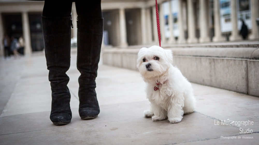 Chipie, bébé bichon © Le MuZographe