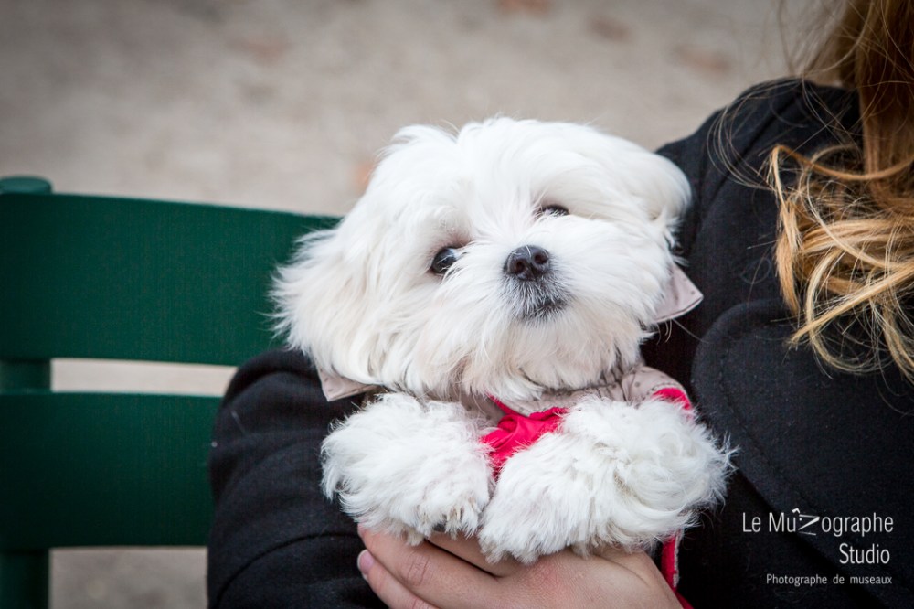 Chipie, bébé bichon © Le MuZographe