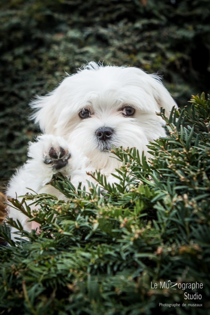 Chipie, bébé bichon © Le MuZographe