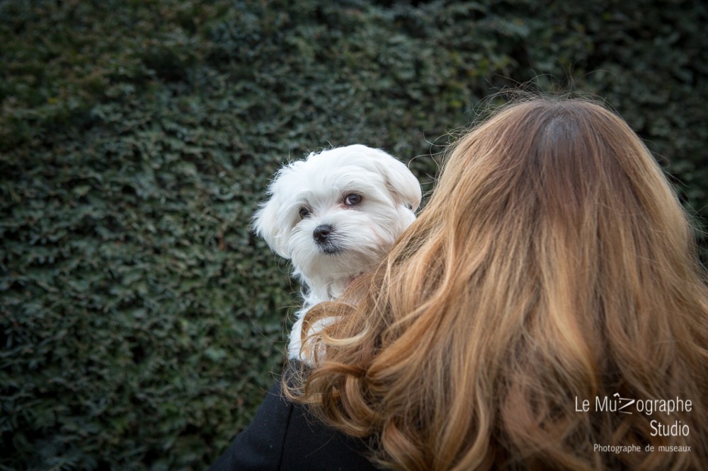 Chipie, bébé bichon © Le MuZographe