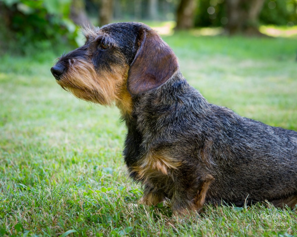 La Koxka Des Bois De Bourdaloue © Le MuZographe
