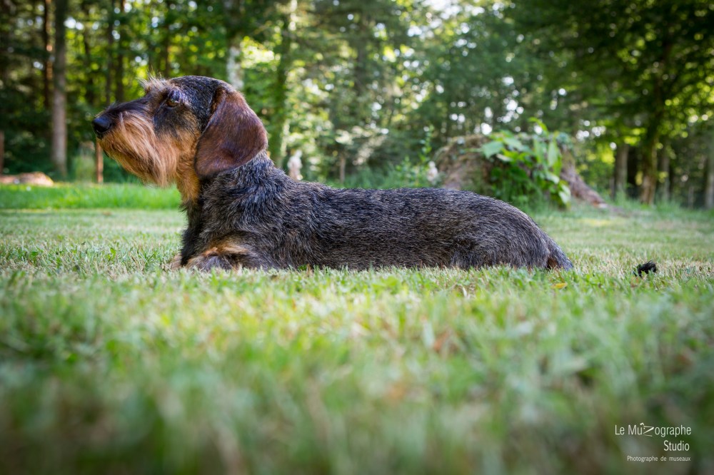 La Koxka Des Bois De Bourdaloue © Le MuZographe