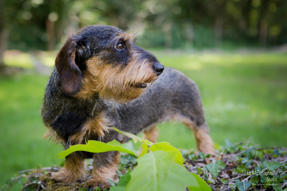 La Koxka Des Bois De Bourdaloue © Le MuZographe