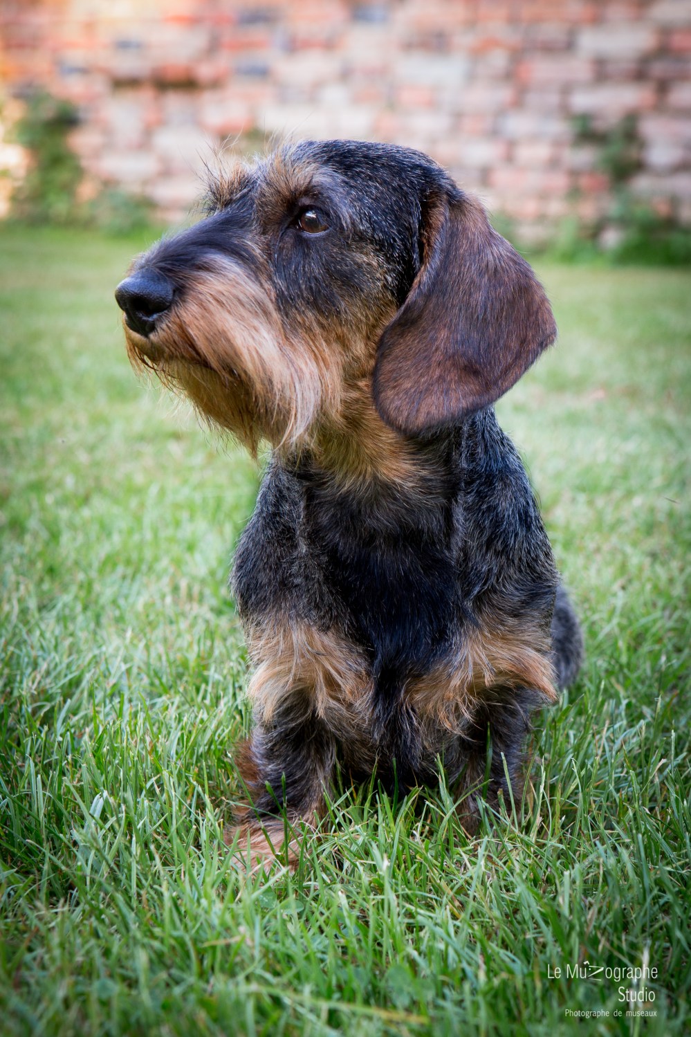 La Koxka Des Bois De Bourdaloue © Le MuZographe