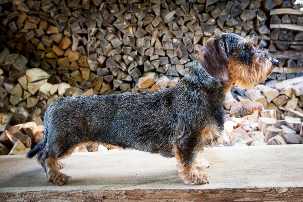 La Koxka Des Bois De Bourdaloue © Le MuZographe