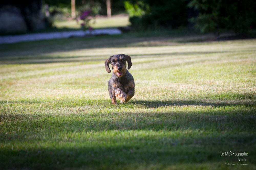 La Koxka Des Bois De Bourdaloue © Le MuZographe