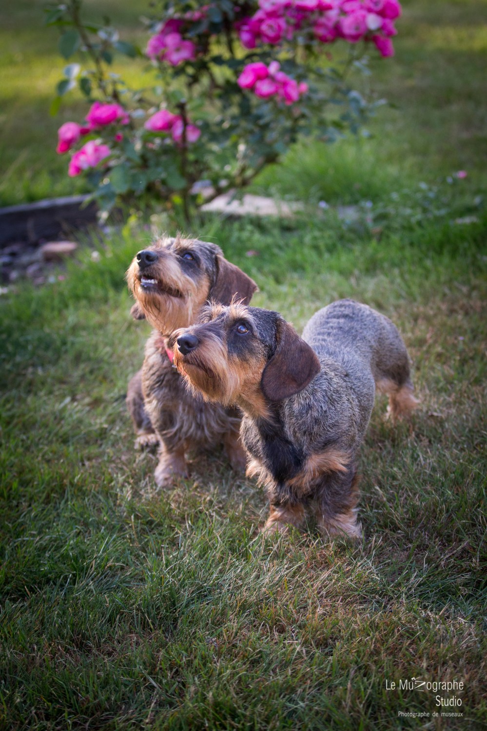 La Koxka Des Bois De Bourdaloue, Eder de la Plaine aux lièvres © Le MuZographe