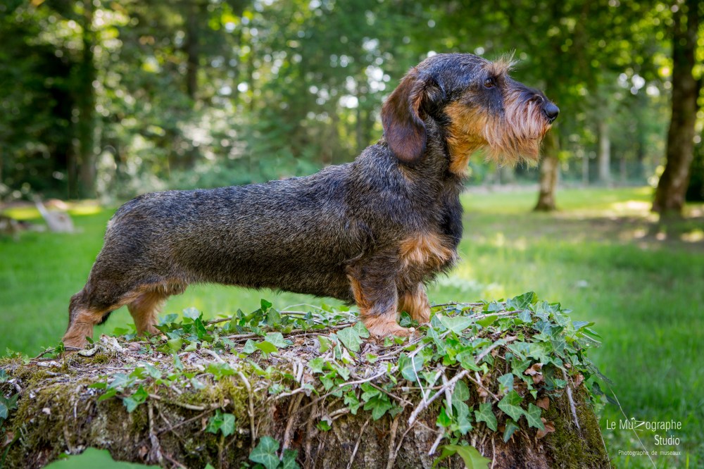 La Koxka Des Bois De Bourdaloue © Le MuZographe