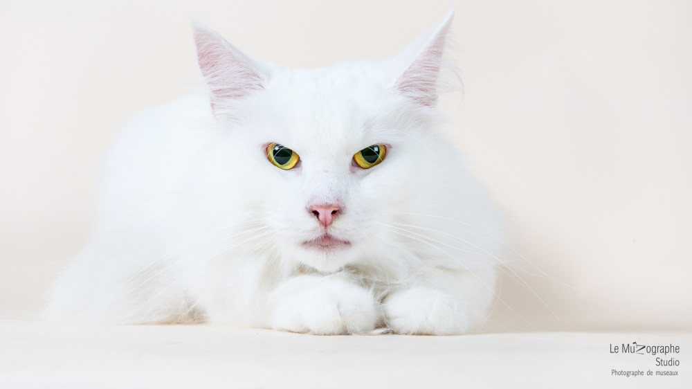 MZ noir Plume hera30