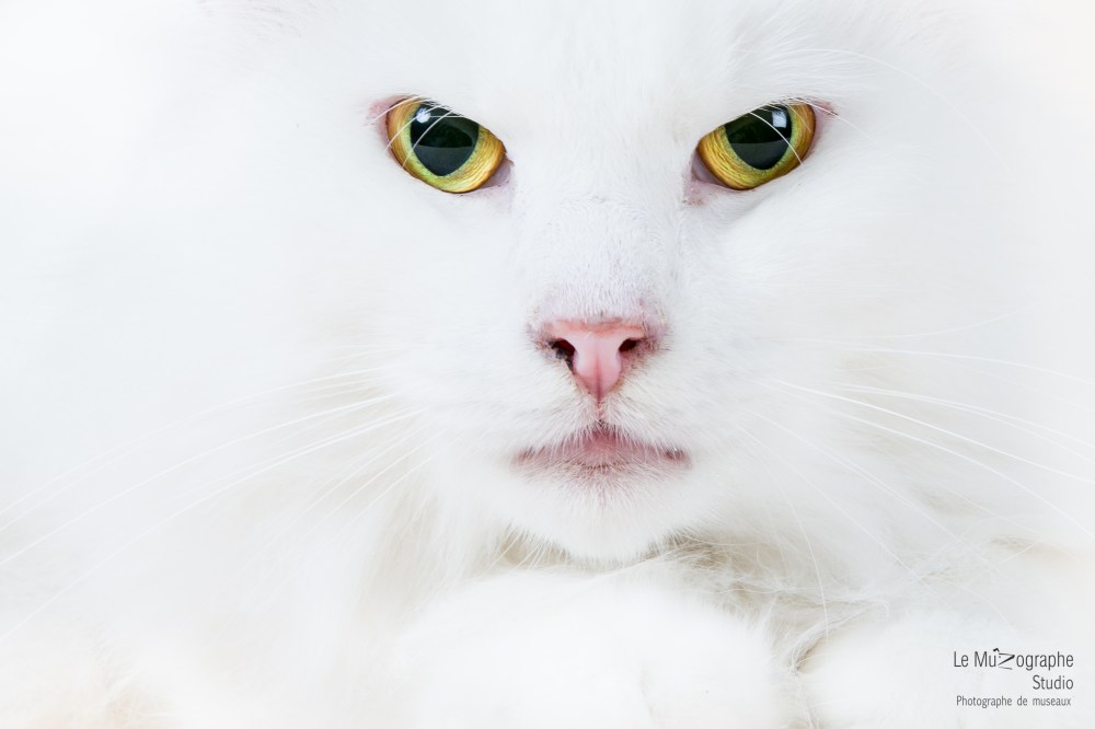 MZ noir Plume hera31