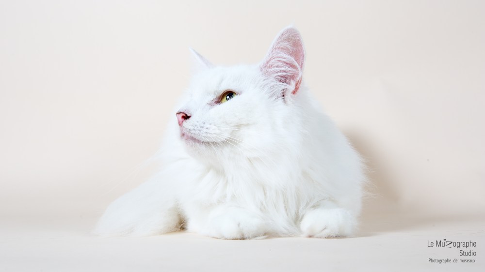 MZ noir Plume hera33