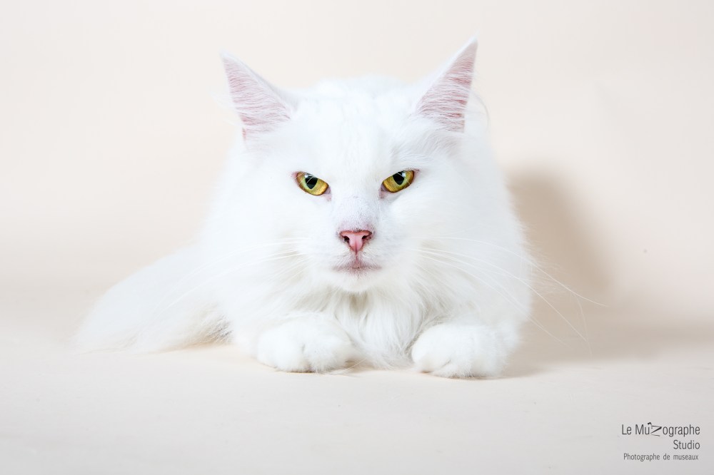 MZ noir Plume hera34