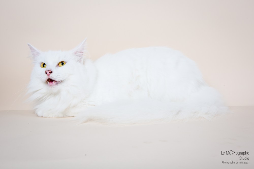 MZ noir Plume hera40