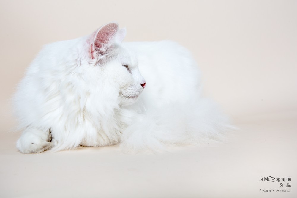 MZ noir Plume hera47