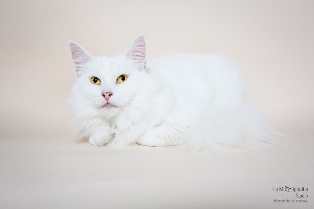 MZ noir Plume hera53