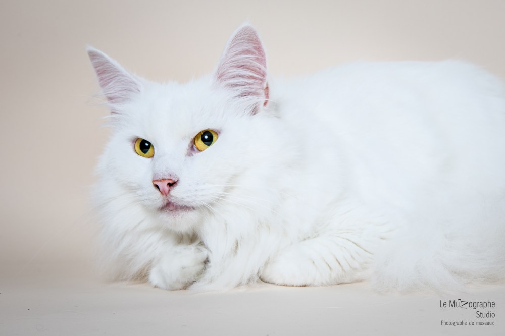 MZ noir Plume hera55