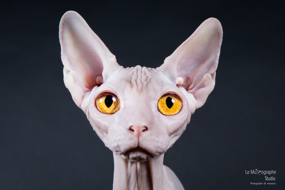 Evita, sphynx © Le MuZographe pour Purr Obscure Cattery