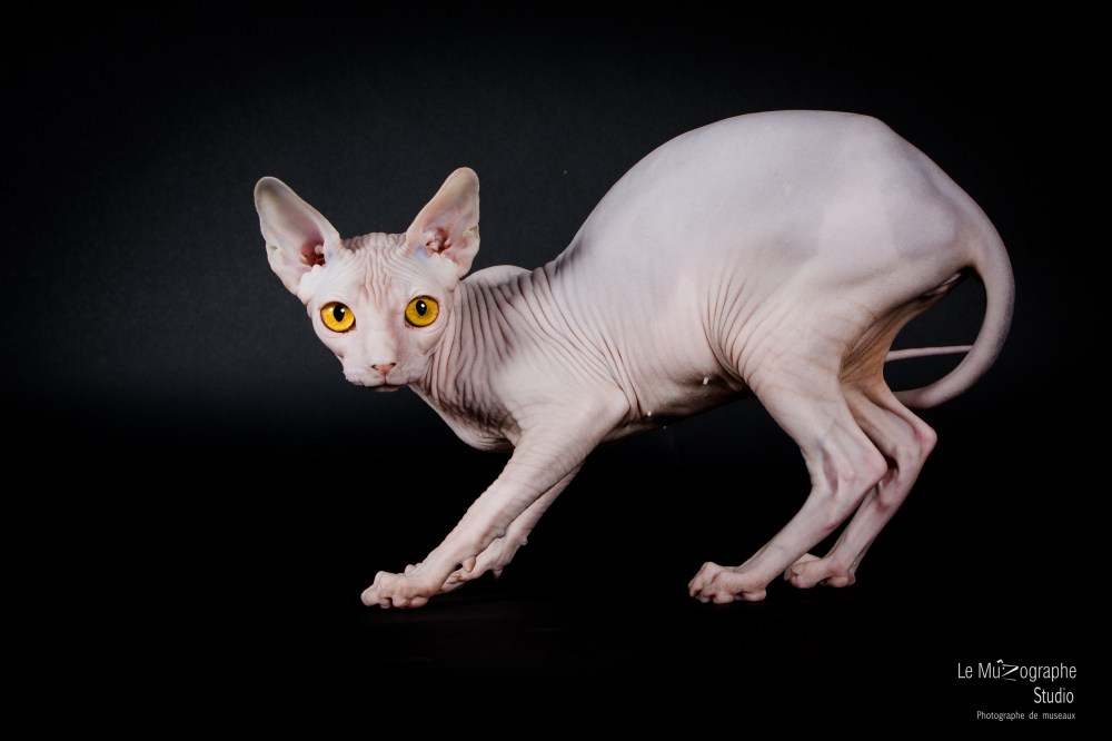 Evita, Sphynx © Le MuZographe pour Purr Obscure Cattery